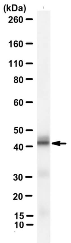 Signal peptide peptidase-like 3, Mouse anti-Human, Clone: 7F9, Millipore